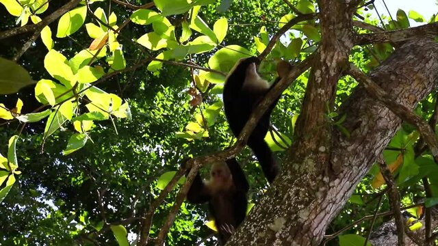 Capuchin monkeys - Cebidae in Manuel Antonio National Park Costa Rica
