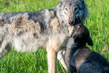 Two month old wolf puppy playing with mom.