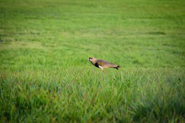 Ave caminando a lo lejos en la pradera