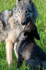 Two month old wolf puppy playing with mom.