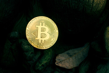 Golden bitcoin  placed on the rock with dry leaf, Cryptocurrency virtual money and blockchain technology concept