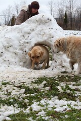 Two dogs playing in a snow fort