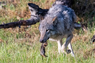 Obraz premium Wolf who just caught his dinner, a gopher, in his mouth