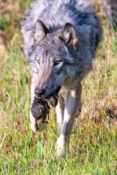 Wolf who just caught his dinner, a gopher, in his mouth