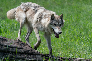 Pack of wolves playing in the grass in Montana