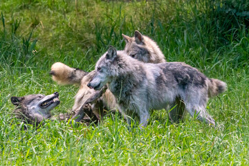 Fototapeta premium Pack of wolves playing in the grass in Montana