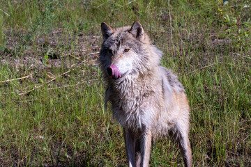 Wolf in Montana walking in stream licking lips after drinking