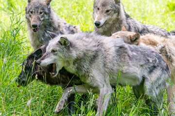 Pack of wolves playing in the grass in Montana
