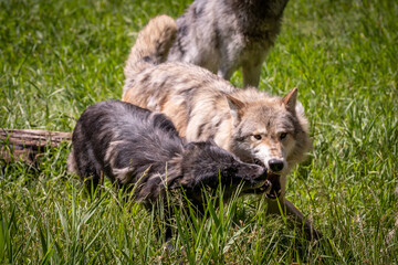 Naklejka na ściany i meble Pack of wolves playing in the grass in Montana