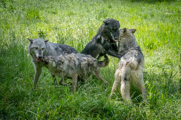 Pack of wolves playing in the grass in Montana