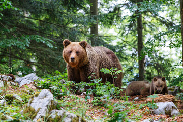 Fototapeta na wymiar Wild brown bear mother with her cubs walking and searching for food in the forest and mountains of the Notranjska region in Slovenia