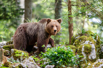 Brown bear - close encounter with a wild brown bear eating in the forest and mountains of the Notranjska region in Slovenia