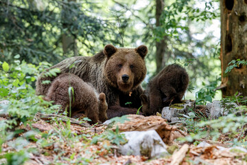 Obraz na płótnie Canvas Wild brown bear mother with her cubs walking and searching for food in the forest and mountains of the Notranjska region in Slovenia