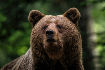 Fototapeta premium Brown bear - portrait of a big female wild brown bear in the forest and mountains of the Notranjska region in Slovenia