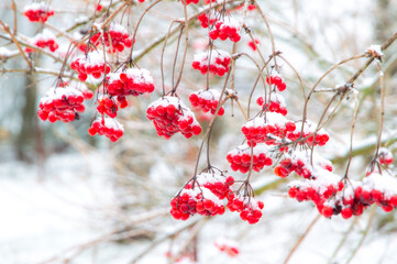 red juicy viburnum berries covered with snow and ice, selective focus, blur