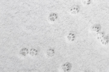 winter background: fresh clean even snow, large snowflakes, cat footprints