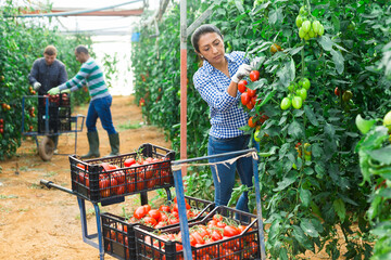 Obraz premium Hispanic female farm worker gathering crop of organic tomatoes cultivar in hothouse. Spring harvest time