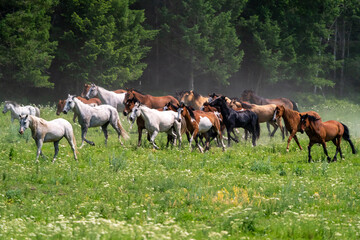 Obraz na płótnie Canvas Horses and cowboys at a roundup in Montana