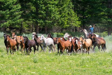 Horses and cowboys at a roundup in Montana