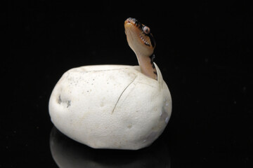 Diamond Python hatching from egg
