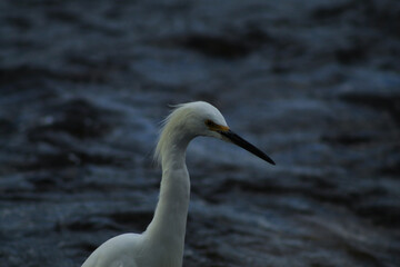 white heron