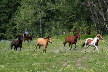 Naklejka na ściany i meble Horses and cowboys at a roundup in Montana
