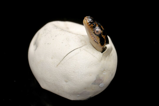 Diamond Python hatching from egg