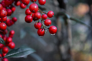 red berries on a branch