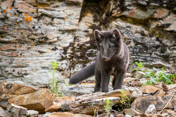 Two month old Arctic Blue Fox walking in the mountains