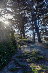 Obraz premium Path to Fort Dorset in Wellington, New Zealand