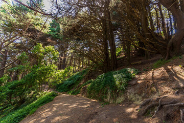 Fototapeta na wymiar Mount Victoria path with dense woodland and sunlight peeking through on trail floor in Wellington, New Zealand