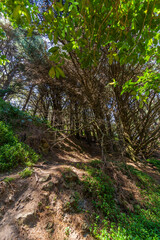 Mount Victoria path with dense woodland and sunlight peeking through on trail floor in Wellington, New Zealand