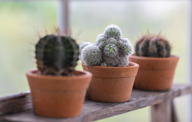 Three small cactus pods in the greenhouse room