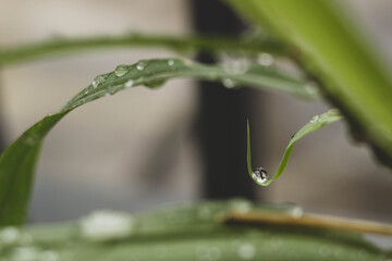 plantas y gotas