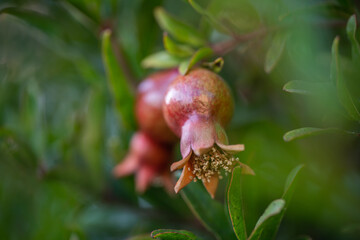 Pomegranate tree with unripe fruits close up in the garden