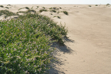Sandy beach and native plants. Sea Rocket flowers in bloom, beautiful pink wildflowers growing on the sandy beach.