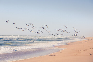 Flock of birds flying over the sea. Beautiful tropical beach, summer, relaxation concept