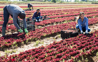 Harvest time. Group of farm workers cutting fresh young leaves of red lettuce on farm field..