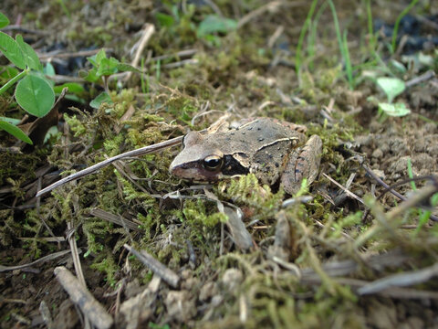 アマガエル