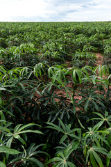 cassava or manioc plant on field in Brazi