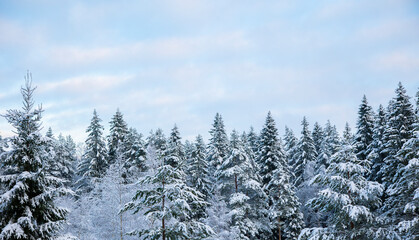 Snowy treetops and sky with cirrus clouds on sunny frosty day. Beautiful landscape of winter forest