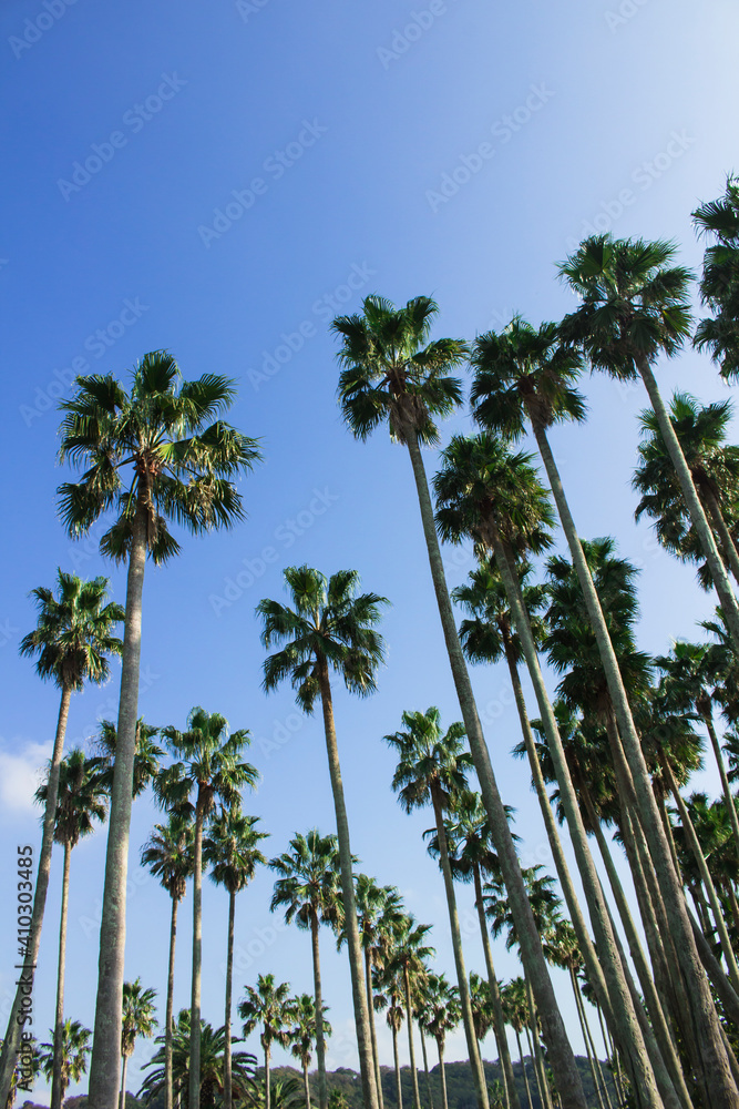 Wall mural palm trees under the blue sky of a beach resort