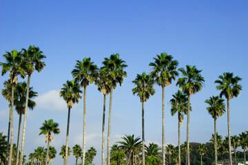 Fototapeta premium Palm trees under the blue sky of a beach resort