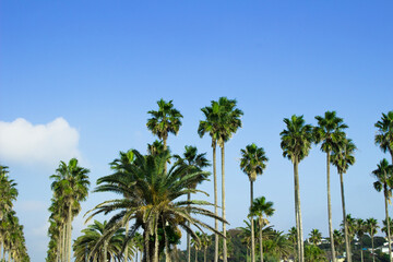 Fototapeta na wymiar Palm trees under the blue sky of a beach resort