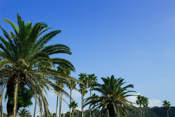 Fototapeta na wymiar Palm trees under the blue sky of a beach resort