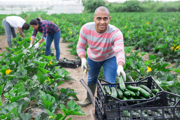 Hired worker transport zucchini in garden wheelbarrow on the field