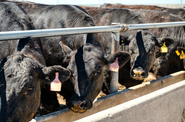 Black cows eat from their feeders.