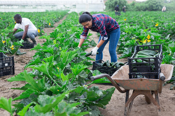 Skilled Colombian workwoman picking organic zucchini crop on farm field. Harvest time