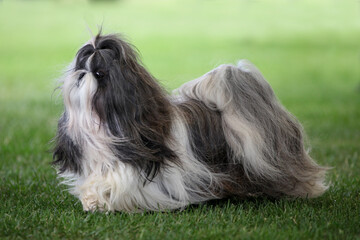 Shih Tzu