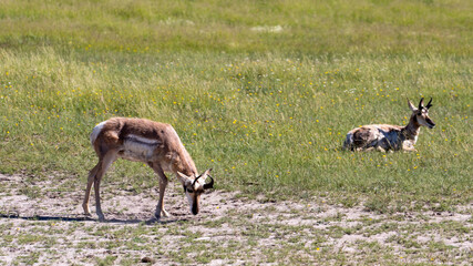  Yellowstone National Park Antelope